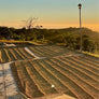 SUN-DRIED MALINAL NAYARITA